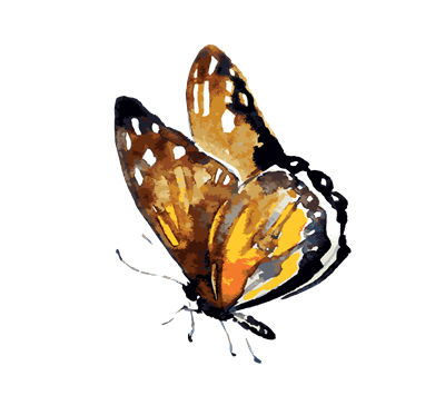 Insects