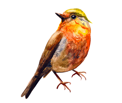 Birds