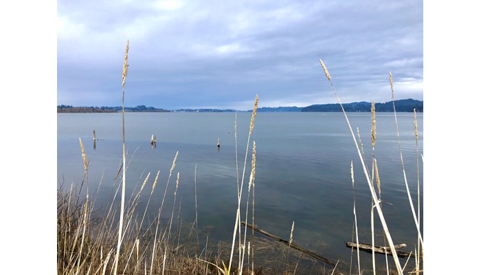 Millicoma Marsh